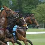 Paardenrace.